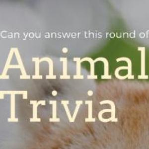 Trivia Animal