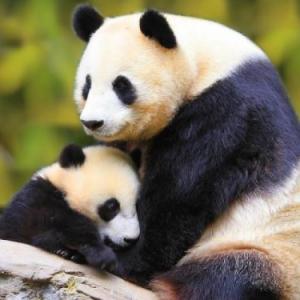 Animales