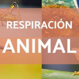 Respiración animal