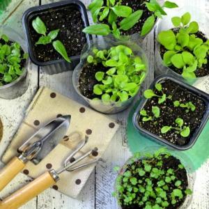 Plantas de un huerto casero