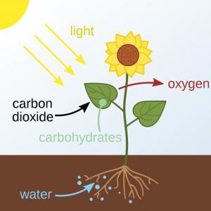 Imagen de portada del videojuego educativo: 3rd grade naturales unit 4: How do plants get their food?, de la temática Ciencias