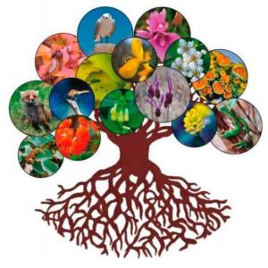 Imagen de portada del videojuego educativo: Biodiversidad de México, de la temática Biología