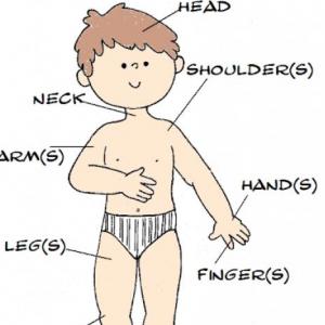 PARTS OF THE BODY