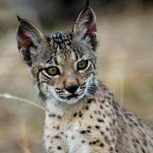 Patrones y tipos de biodiversidad