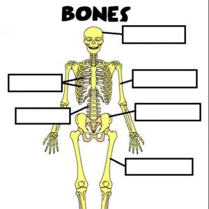 Imagen de portada del videojuego educativo: BONES, de la temática Ciencias