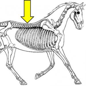 Imagen de portada del videojuego educativo: Classification of vertebrates, de la temática Ciencias