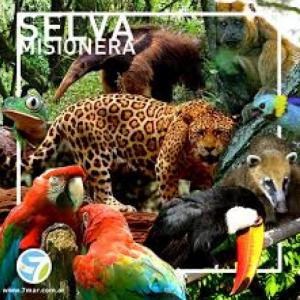 Imagen de portada del videojuego educativo: ANIMALES DE LA SELVA, de la temática Lengua