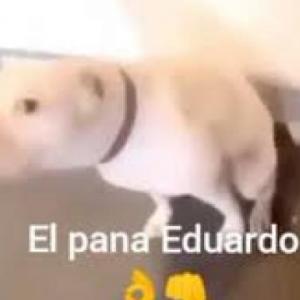 el titulo lo dice,bobo