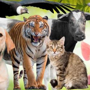 Animales