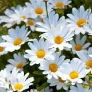 TIPOS DE FLORES