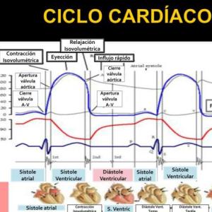 CICLO CARDIACO