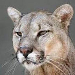 El Puma y El Zorro