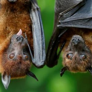 Murcielagos