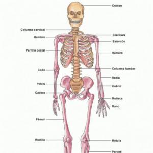 bones
