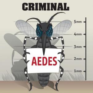 ciclo de vida Aedes Aegypti