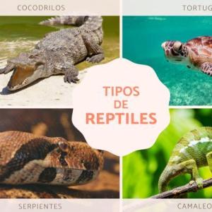 Portada del juego Los reptiles – Medio ambiente