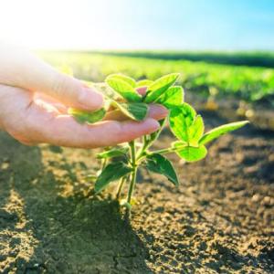 Agricultura sustentable