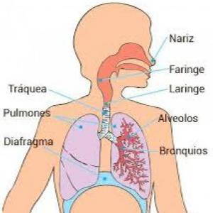 Conociendo el sistema respiratorio