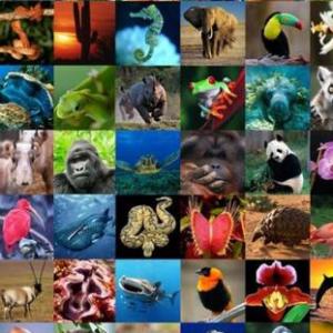 animales