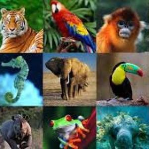 Diversión e interacción con la cadena trófica