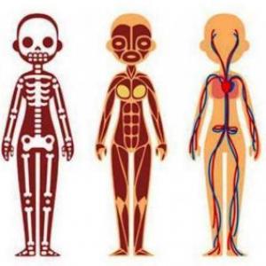 SISTEMAS DEL CUERPO HUMANO