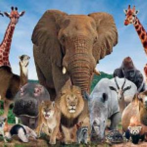 Animales salvajes
