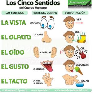 Los sentidos