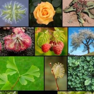 Partes de las plantas