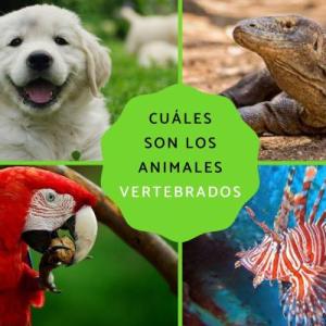 ¿Qué aprendimos de los animales vertebrados?