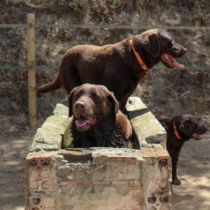 Caballos, Burros, Conejos y Perros