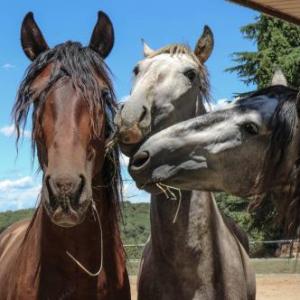 Caballos ¡Aprende jugando con Horseway!