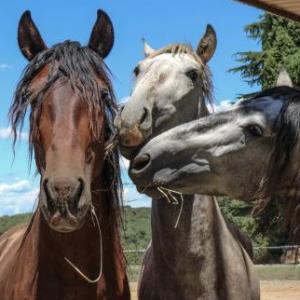 Caballos ¡Aprende jugando con Horseway!