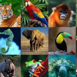 descubrimos animales