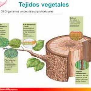 TEJIDOS