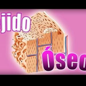 TEJIDO ÓSEO