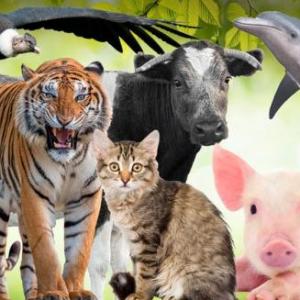 Imagen de portada del videojuego educativo: LA OCA DE ANIMALES, de la temática Ciencias