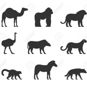 animales