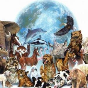 adivina que animal es