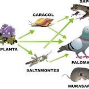 Cadena Trófica