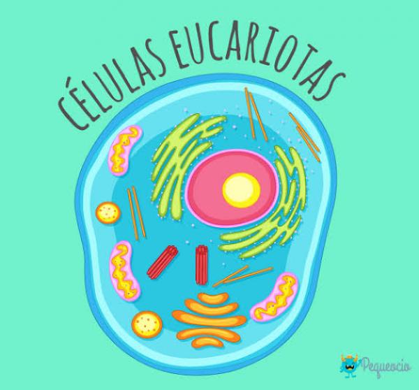 Célula eucariota