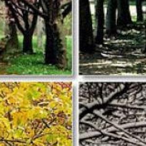 Trivia_estaciones_del_año
