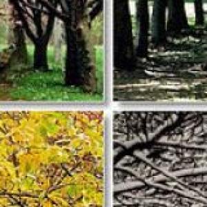 TRIVIA_ESTACIONES DEL AÑO