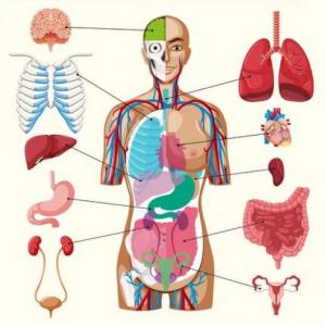 EL CUERPO HUMANO