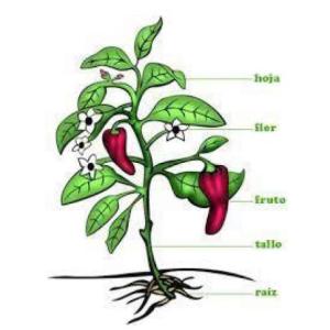 Partes de una planta