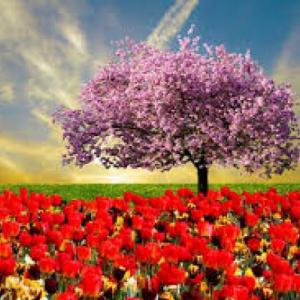 Primavera