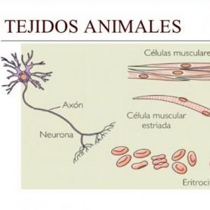 Memoriza el tejido animal