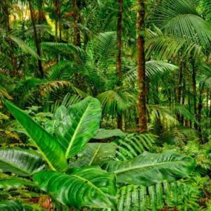 Animales de la selva
