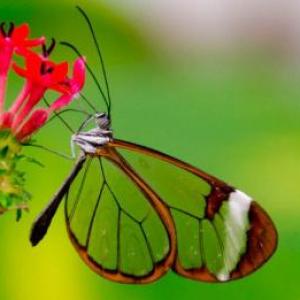 Mariposa de Cristal