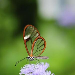 Crystal Butterfly