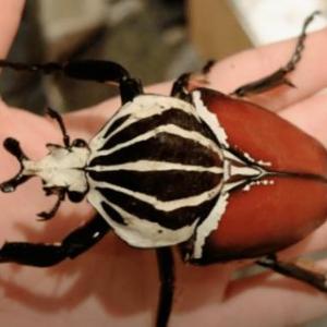 Bettle Goliat